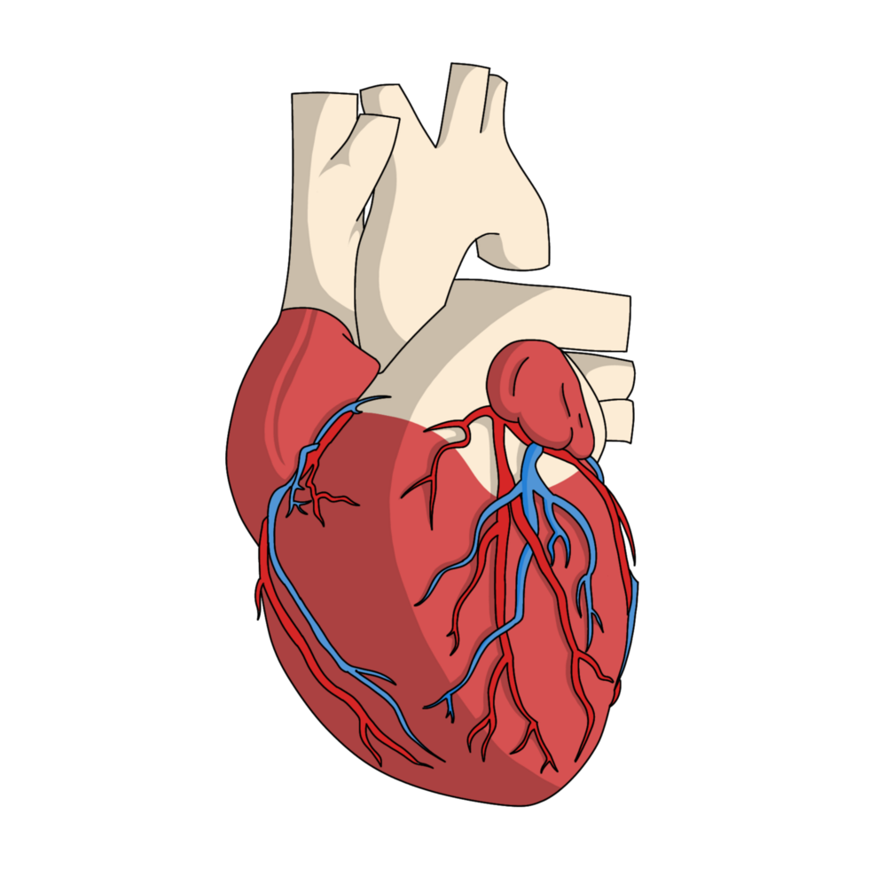 human heart illustration png