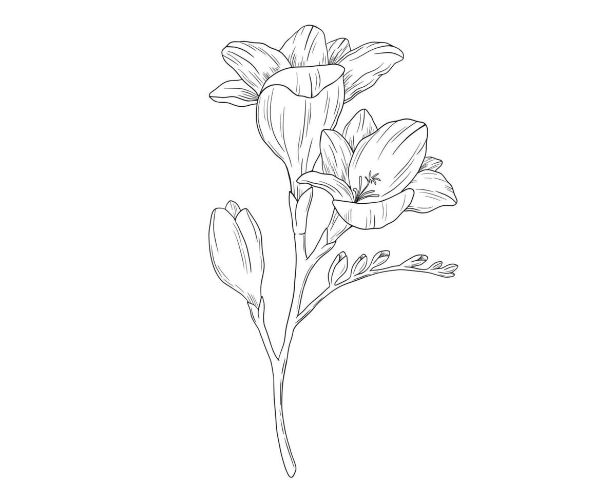 Hand drawn freesia flower branch illustration. monochrome drawing isolated on white vector