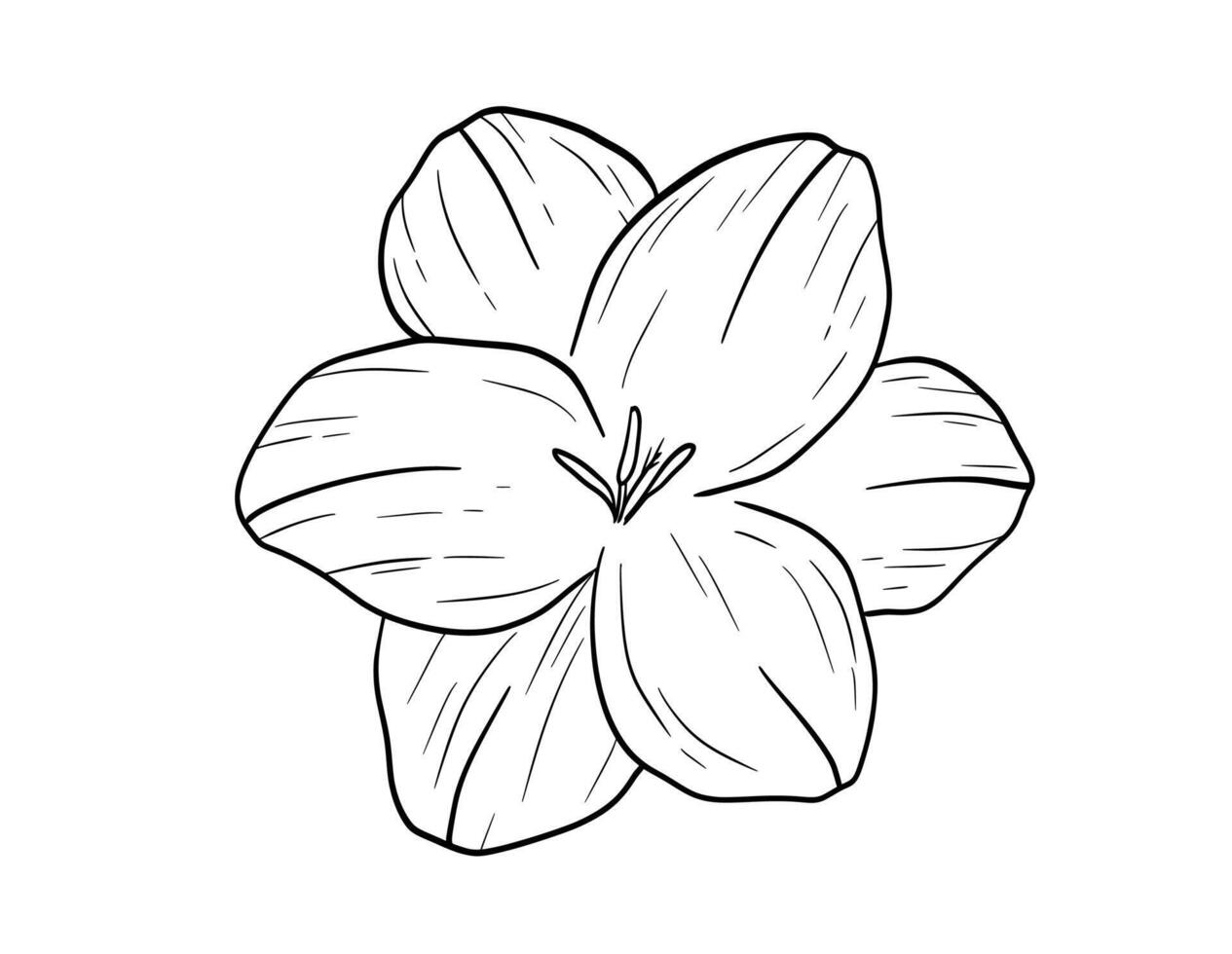 Hand drawn freesia flower bud sketch. monochrome etching drawing isolated on white vector