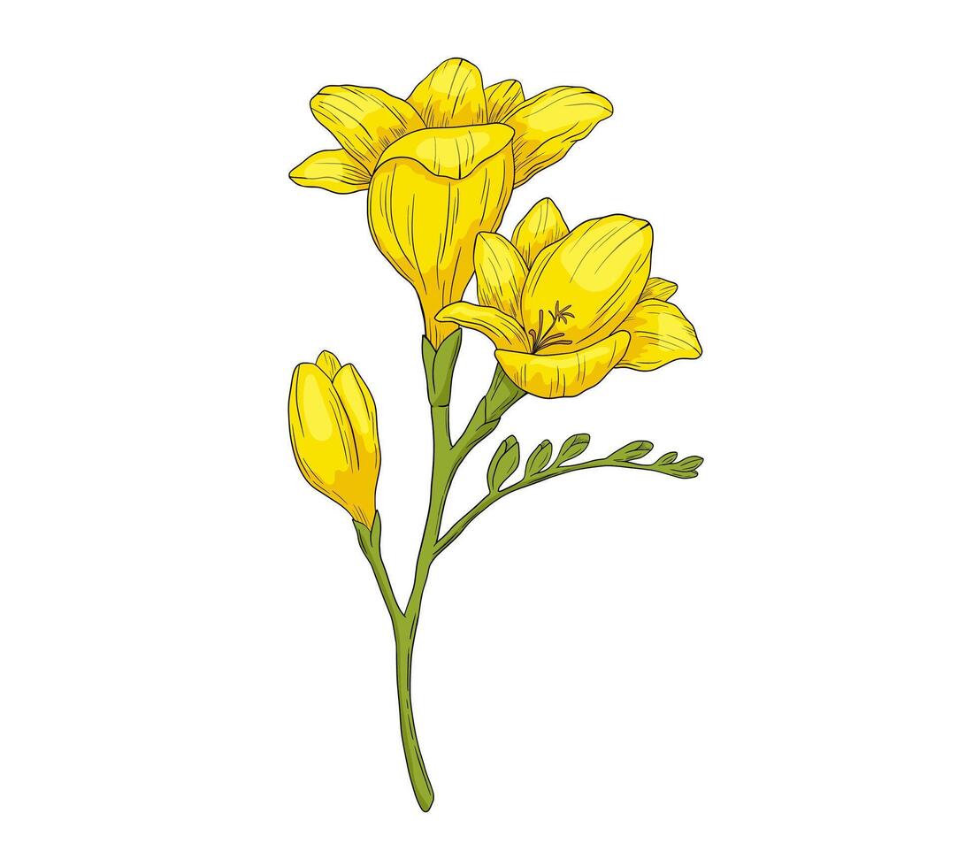 Hand drawn freesia flower branch illustration. color drawing isolated on white vector