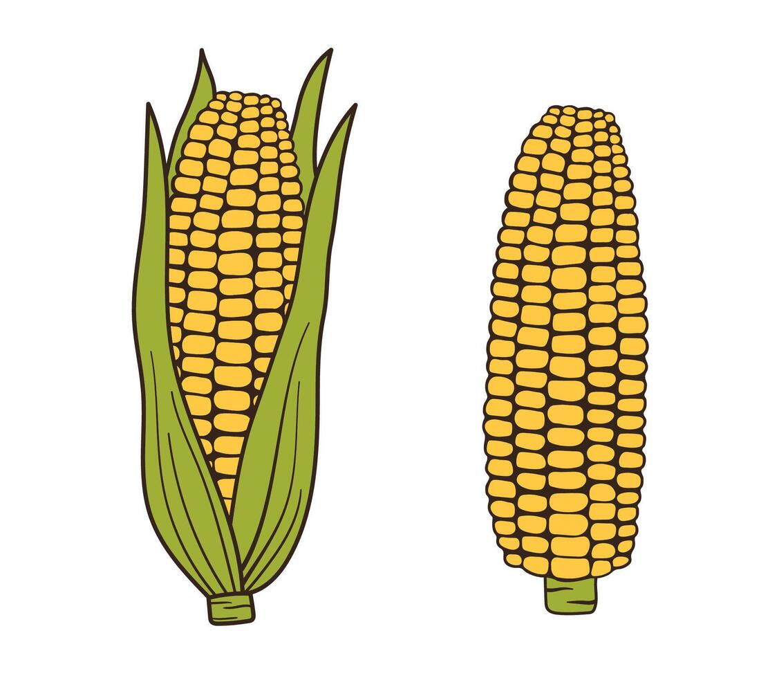 Corn simple illustration for menu. Hand drawn corn cob in leaves and naked isolated on white vector