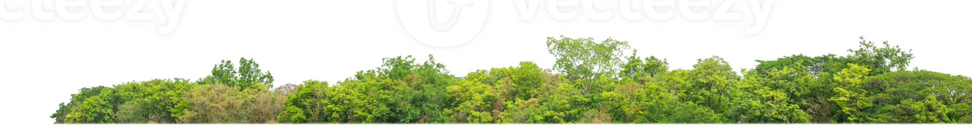 Green Trees on transparent background. are Forest and foliage in summer for both printing and web pages with cut path and alpha channel png