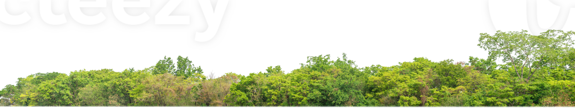 Green Trees on transparent background. are Forest and foliage in summer for both printing and web pages with cut path and alpha channel png