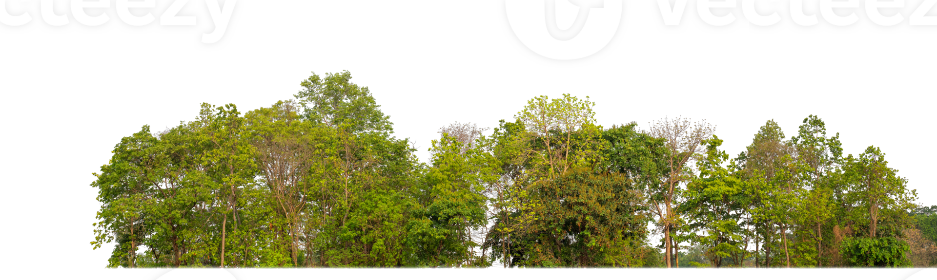 Green Trees on transparent background. are Forest and foliage in summer for both printing and web pages with cut path and alpha channel png