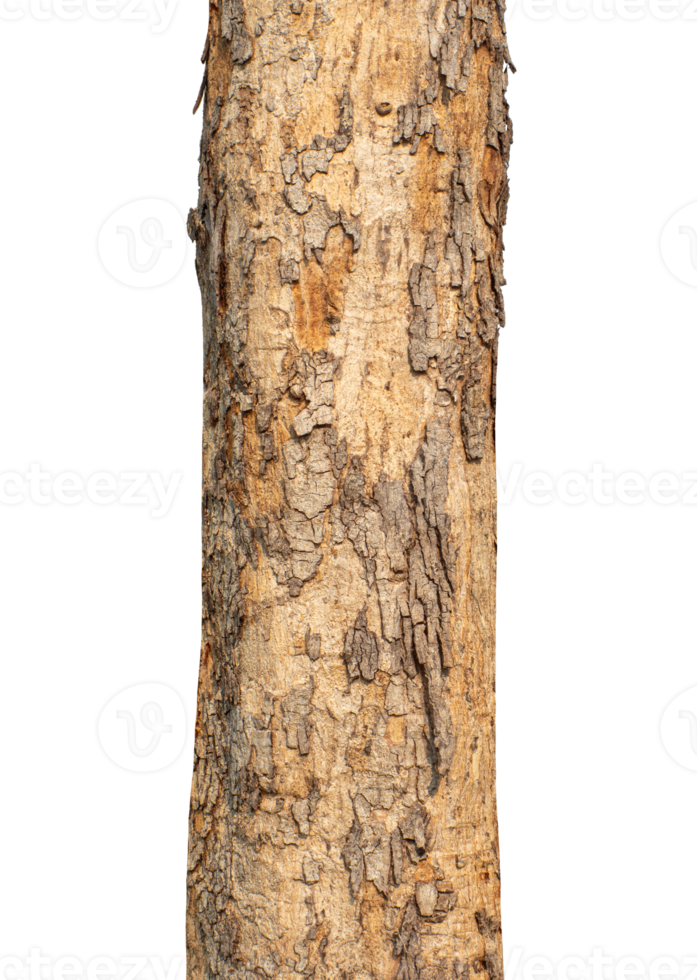 Trunk of a tree Isolated On transparent Background. png