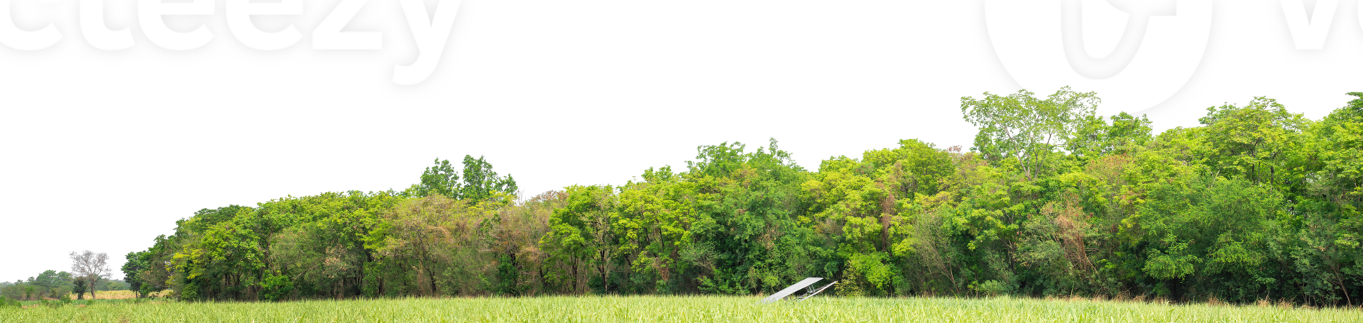 Green Trees on transparent background. are Forest and foliage in summer for both printing and web pages with cut path and alpha channel png
