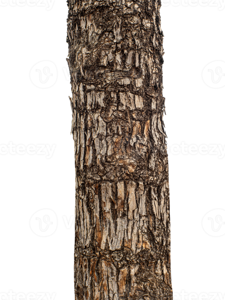 Trunk of a tree Isolated On transparent Background. png