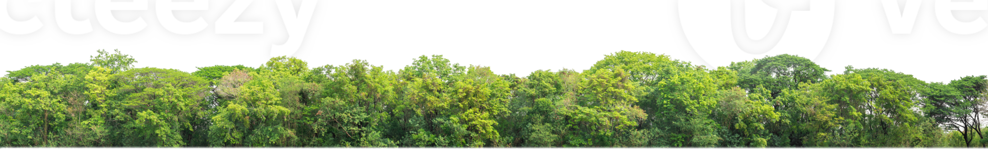Green Trees on transparent background. are Forest and foliage in summer for both printing and web pages with cut path and alpha channel png