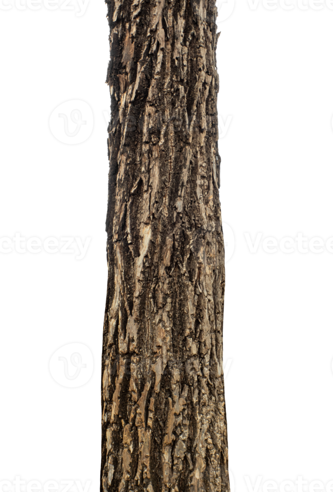 Trunk of a tree Isolated On transparent Background. png