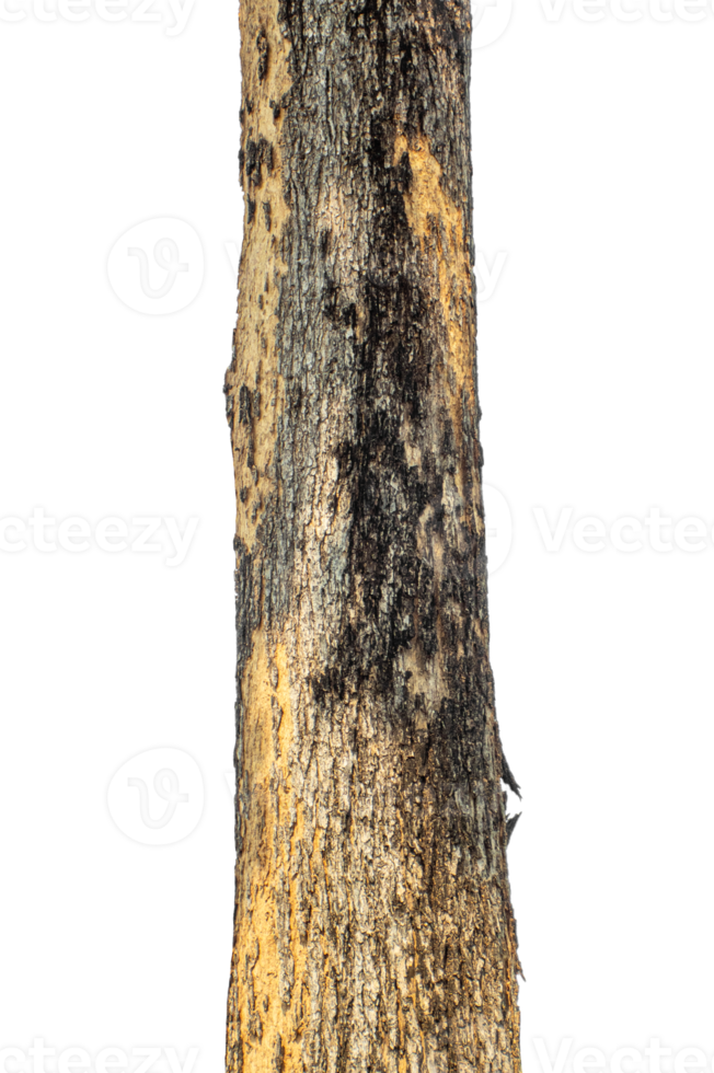 Trunk of a tree Isolated On transparent Background. png