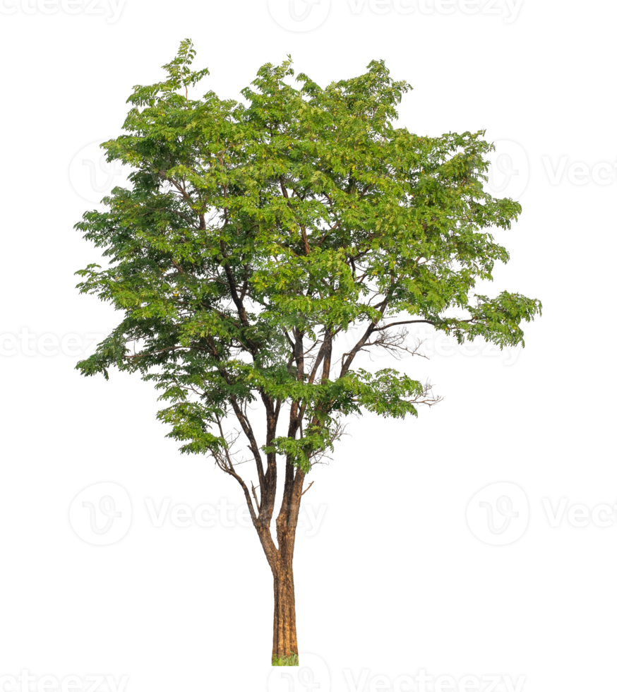 Green tree isolated on transparent background with clipping path, single tree with clipping path and alpha channel. png