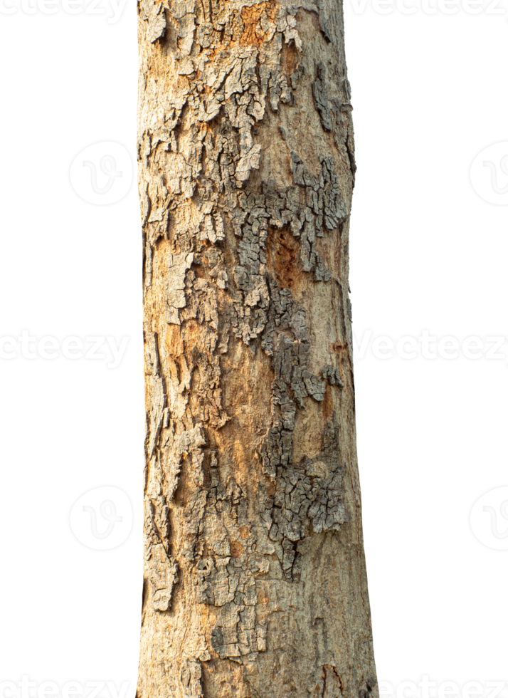 Trunk of a tree Isolated On transparent Background. png