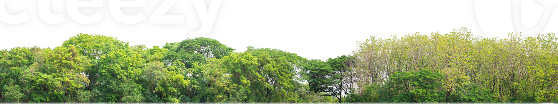 Green Trees on transparent background. are Forest and foliage in summer for both printing and web pages with cut path and alpha channel png