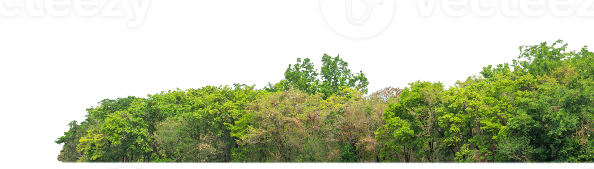 Green Trees on transparent background. are Forest and foliage in summer for both printing and web pages with cut path and alpha channel png