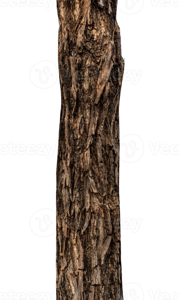Trunk of a tree Isolated On transparent Background. png