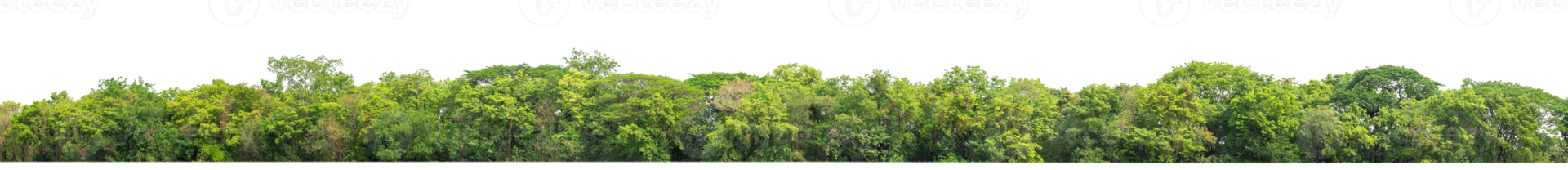 Green Trees on transparent background. are Forest and foliage in summer for both printing and web pages with cut path and alpha channel png