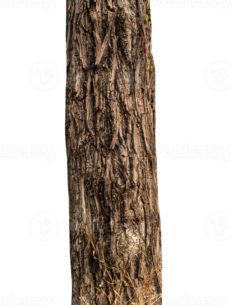 Trunk of a tree Isolated On transparent Background. png