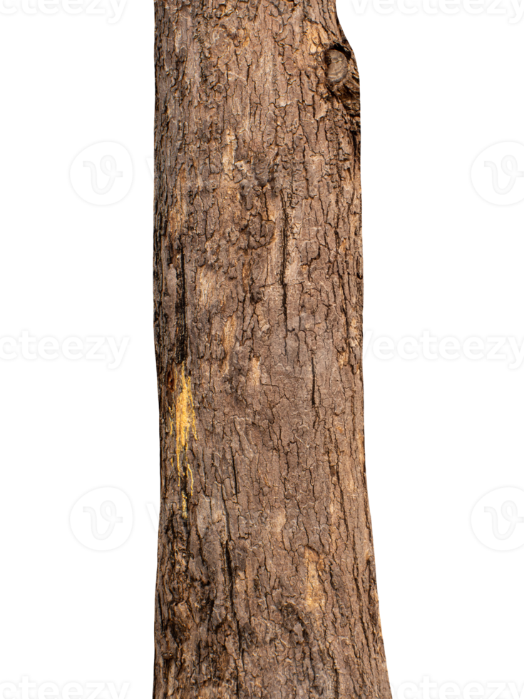 Trunk of a tree Isolated On transparent Background. png