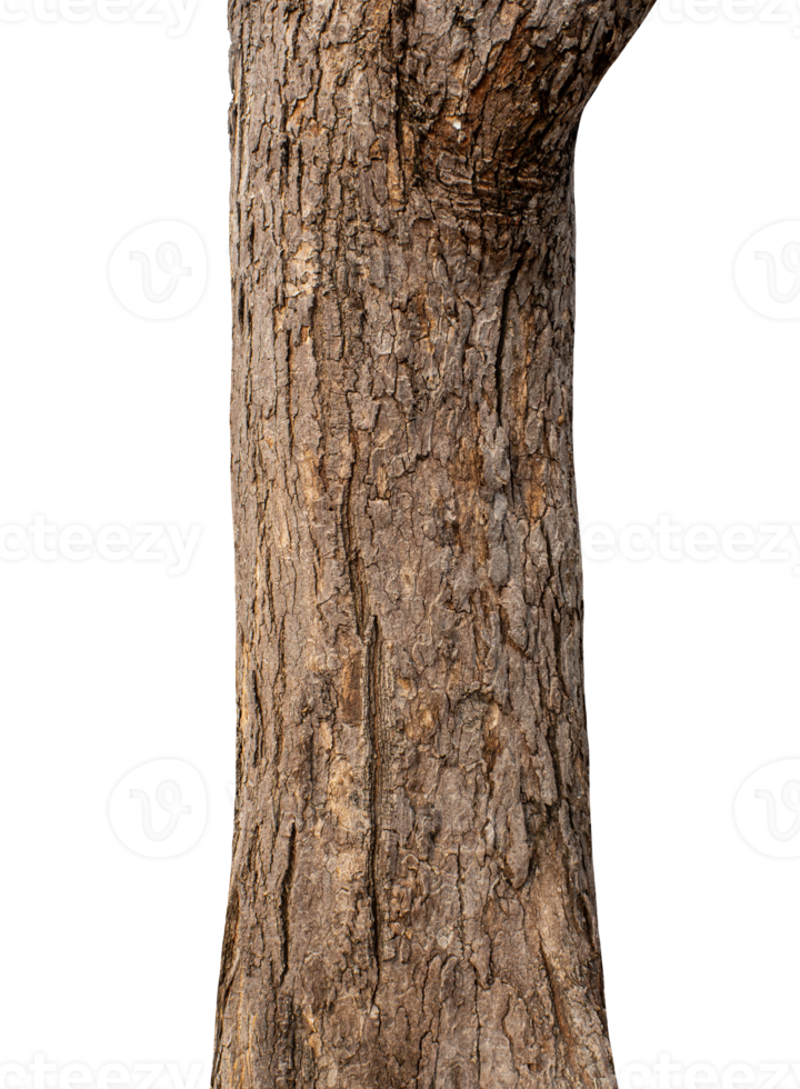 Trunk of a tree Isolated On transparent Background. png