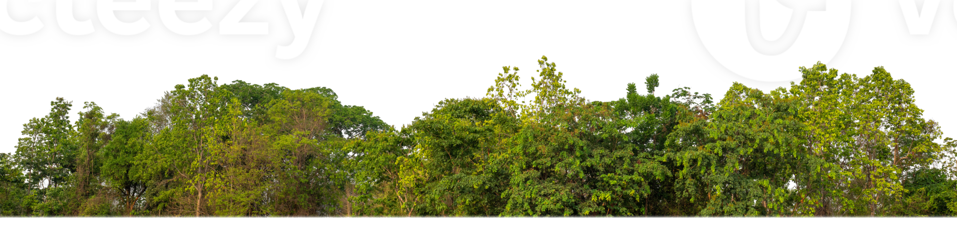 verde alberi su trasparente sfondo. siamo foresta e fogliame nel estate per tutti e due stampa e ragnatela pagine con tagliare sentiero e alfa canale png