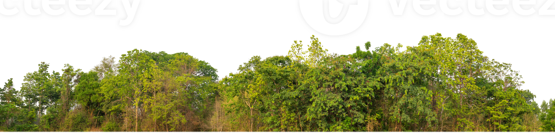 Green Trees on transparent background. are Forest and foliage in summer for both printing and web pages with cut path and alpha channel png