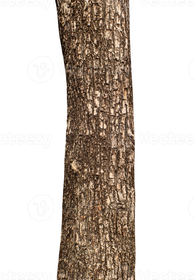 Trunk of a tree Isolated On transparent Background. png