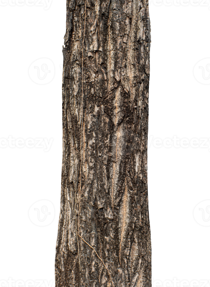 Trunk of a tree Isolated On transparent Background. png