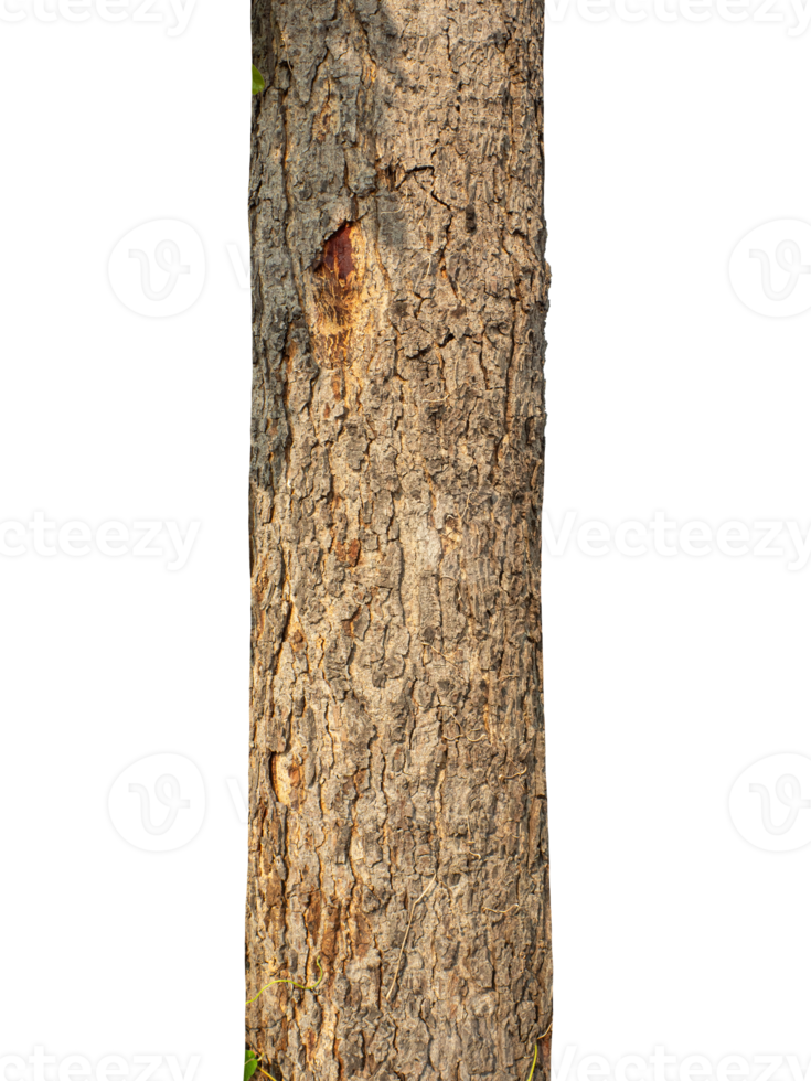 Trunk of a tree Isolated On transparent Background. png