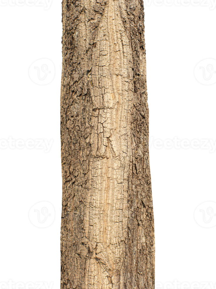 Trunk of a tree Isolated On transparent Background. png