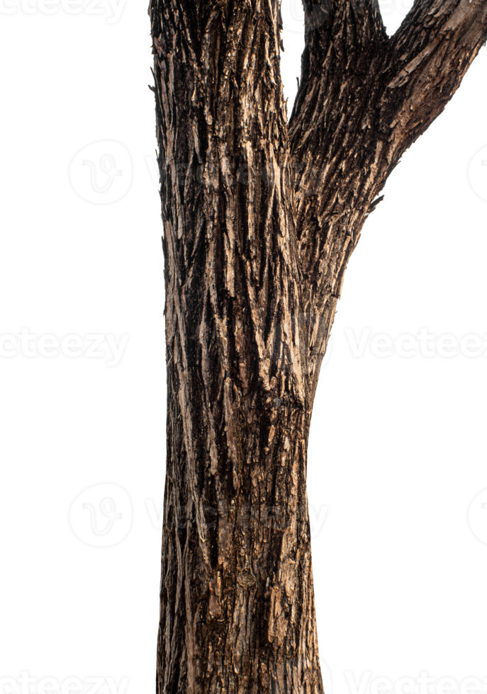 Trunk of a tree Isolated On transparent Background. png