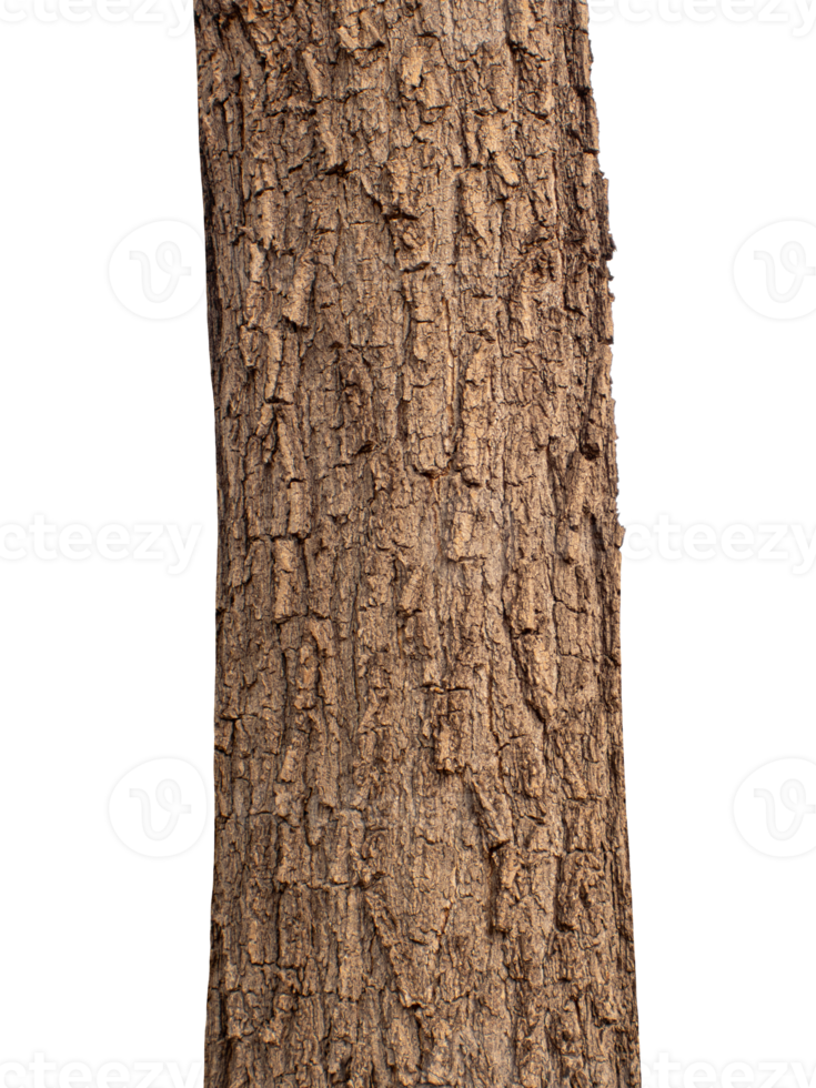 Trunk of a tree Isolated On transparent Background. png