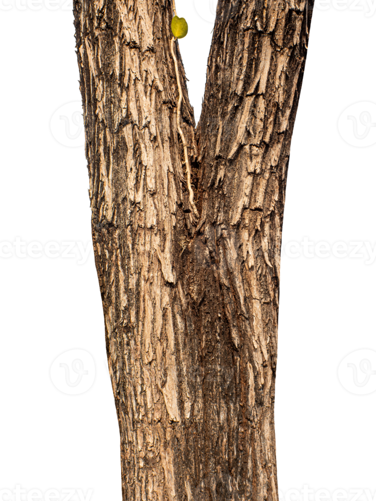 Trunk of a tree Isolated On transparent Background. png