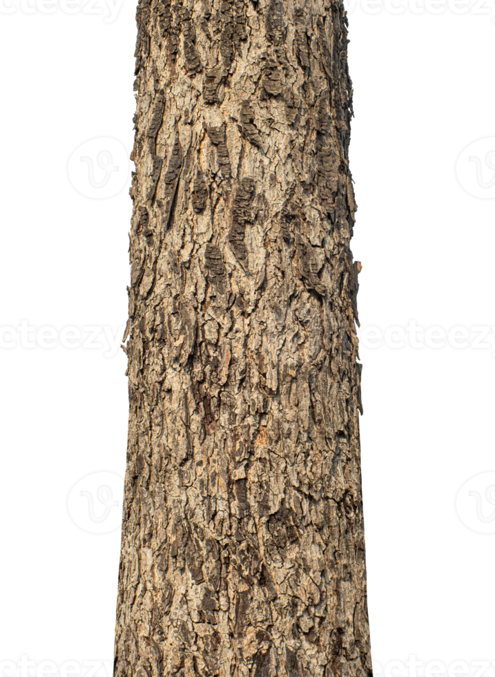 Trunk of a tree Isolated On transparent Background. png