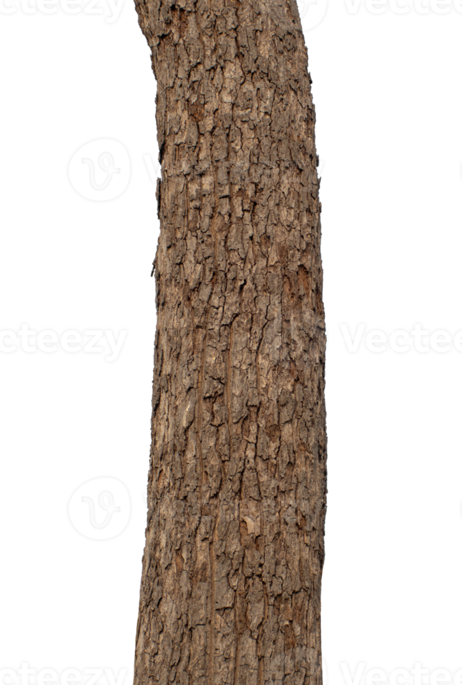 Trunk of a tree Isolated On transparent Background. png