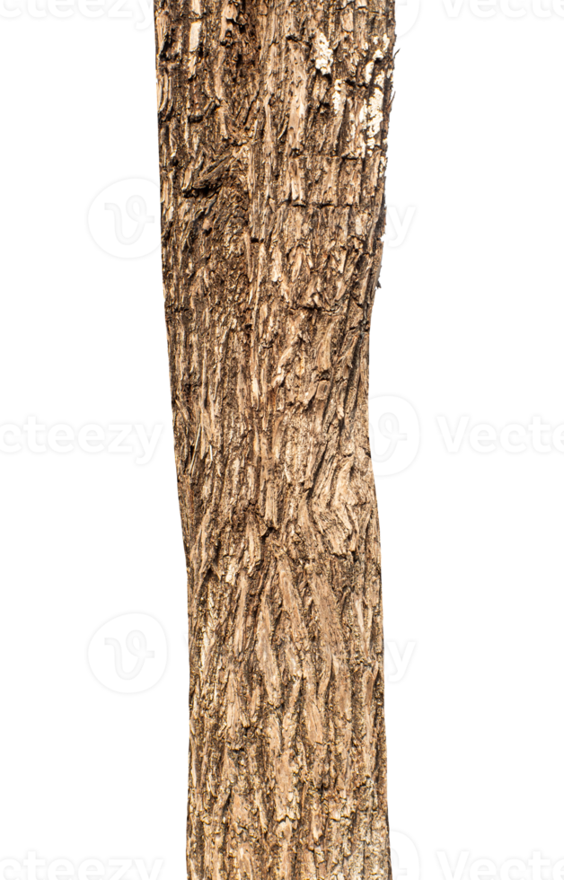 Trunk of a tree Isolated On transparent Background. png