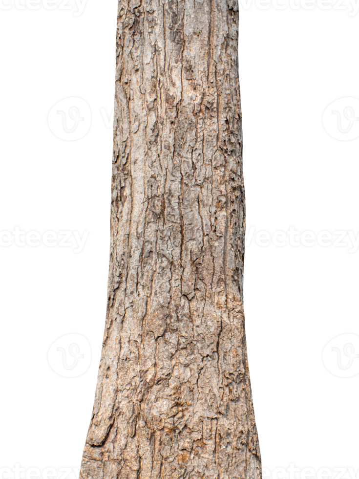 Trunk of a tree Isolated On transparent Background. png