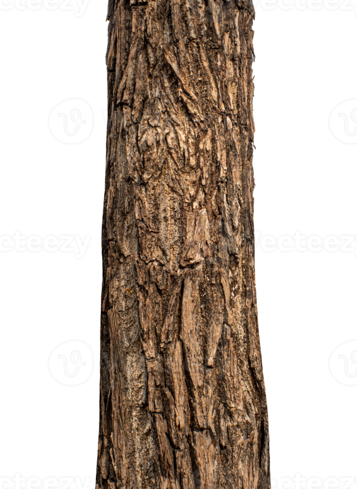 Trunk of a tree Isolated On transparent Background. png