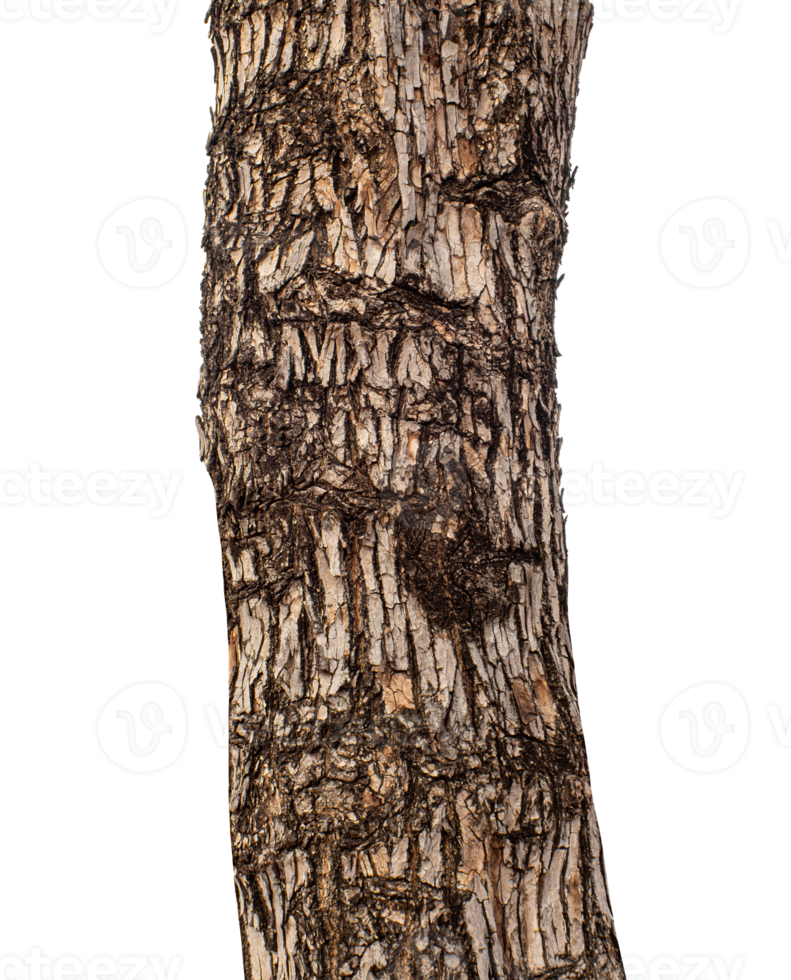 Trunk of a tree Isolated On transparent Background. png