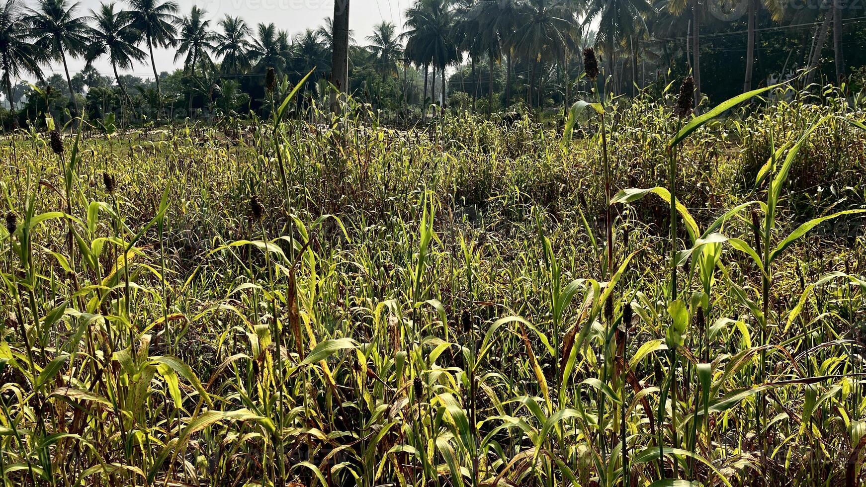 Bunch of corn plant in the agricultural field photo