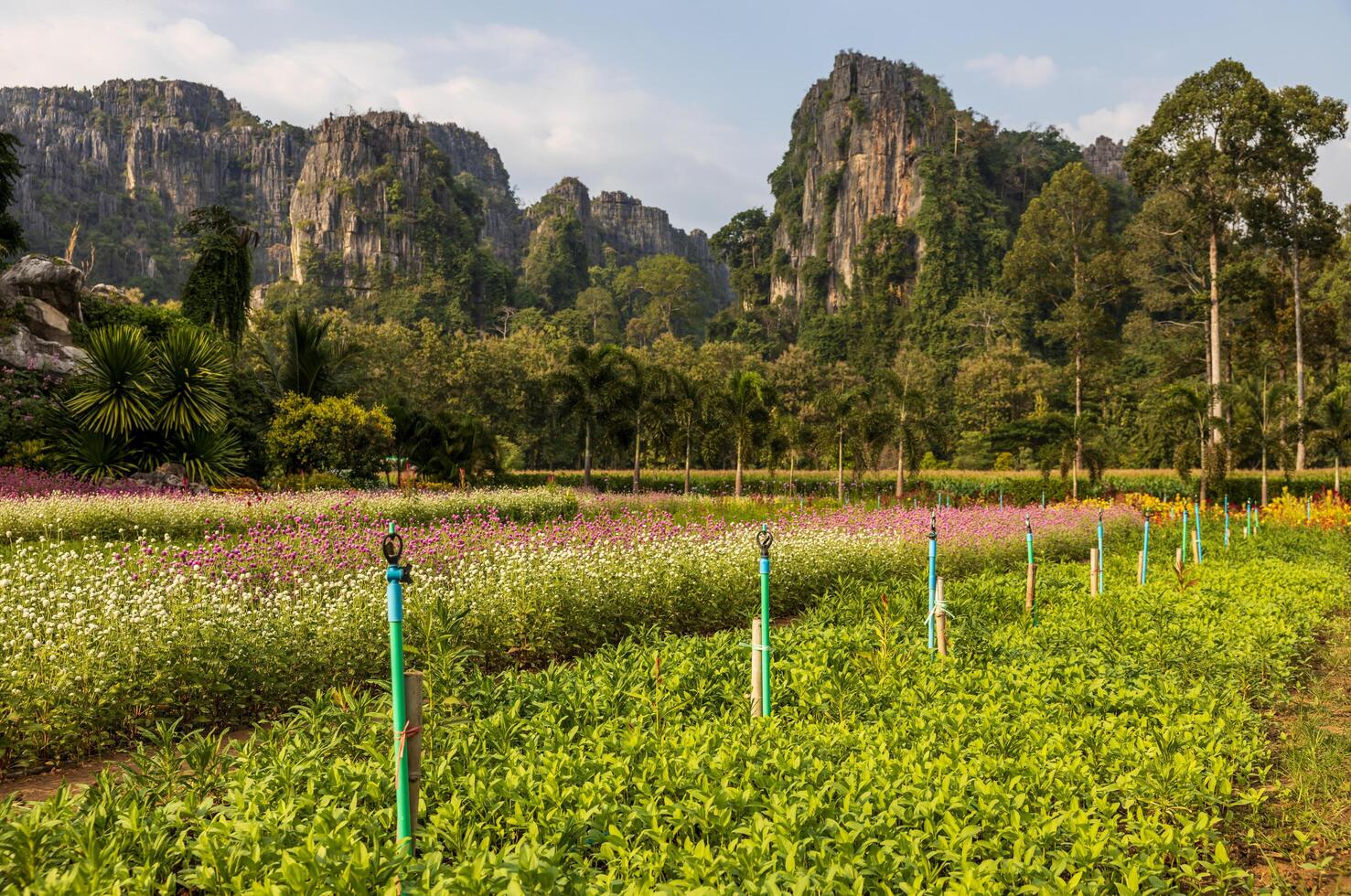 Scenery of a beautiful blooming flower garden with drip irrigation system from a sprinkler. photo