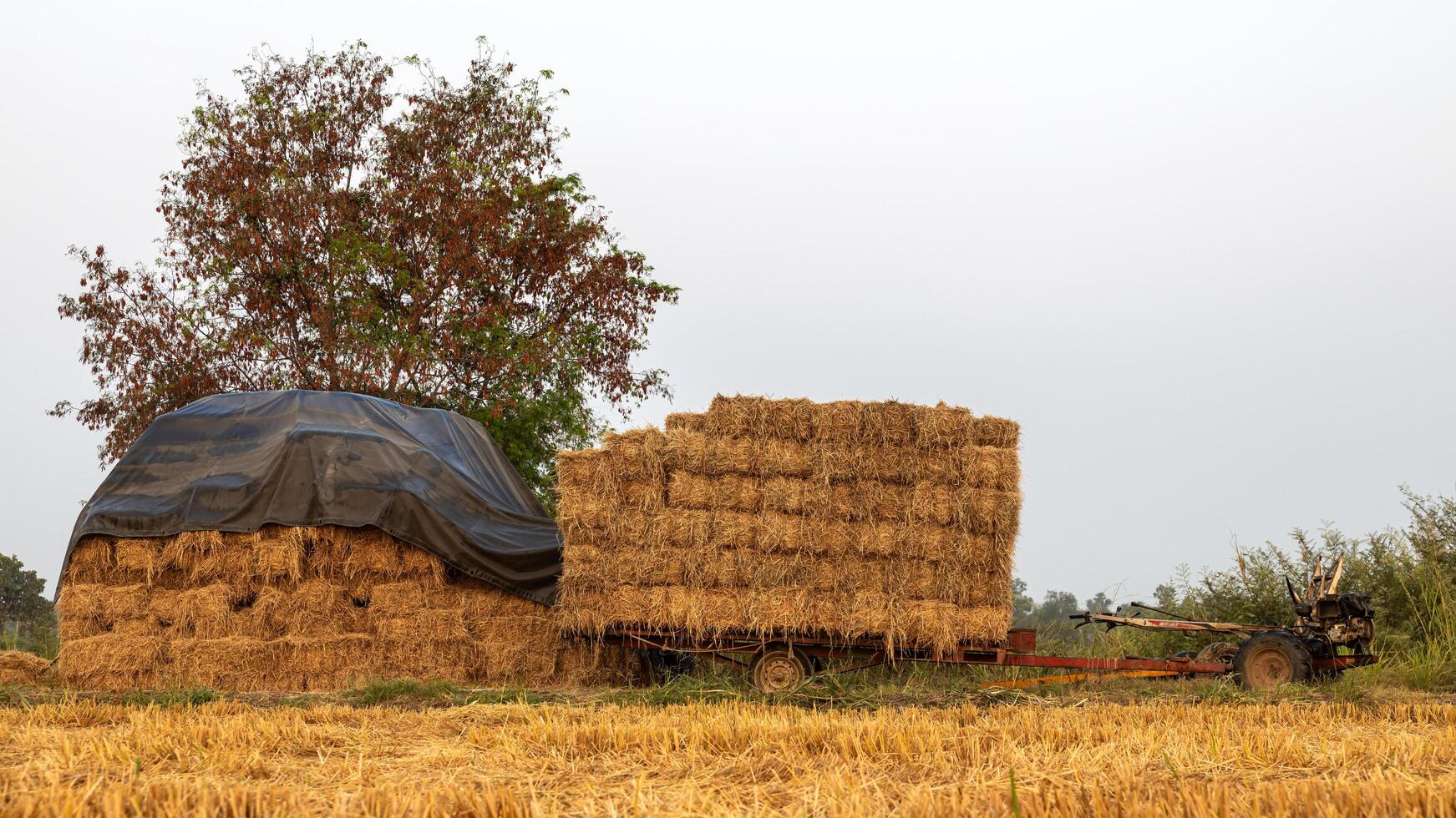 Stacks of straw bales tied with rope stacked. photo