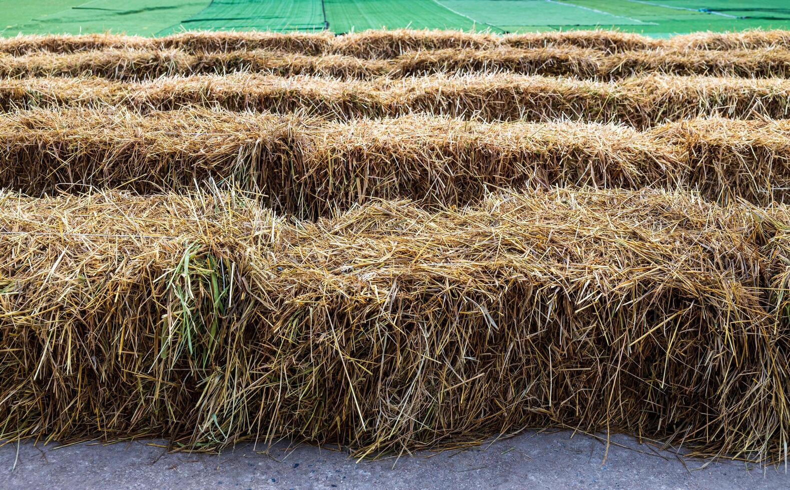 Close-up low angle view of rows of straw bales stretching across. photo