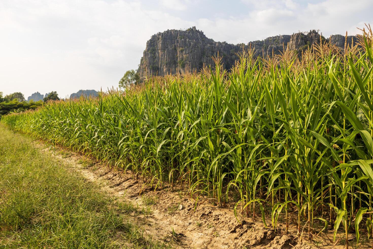 Close-up low angle view of a garden plot, many corn crops growing. photo