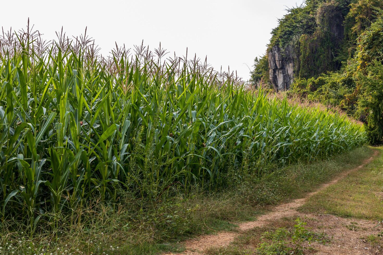 Close-up low angle view of a garden plot, many corn crops growing. photo