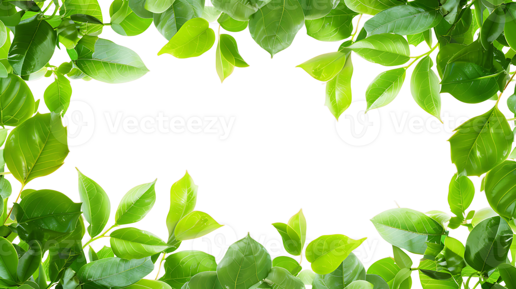 Green Leaves Enclosure Transparent Backdrop png