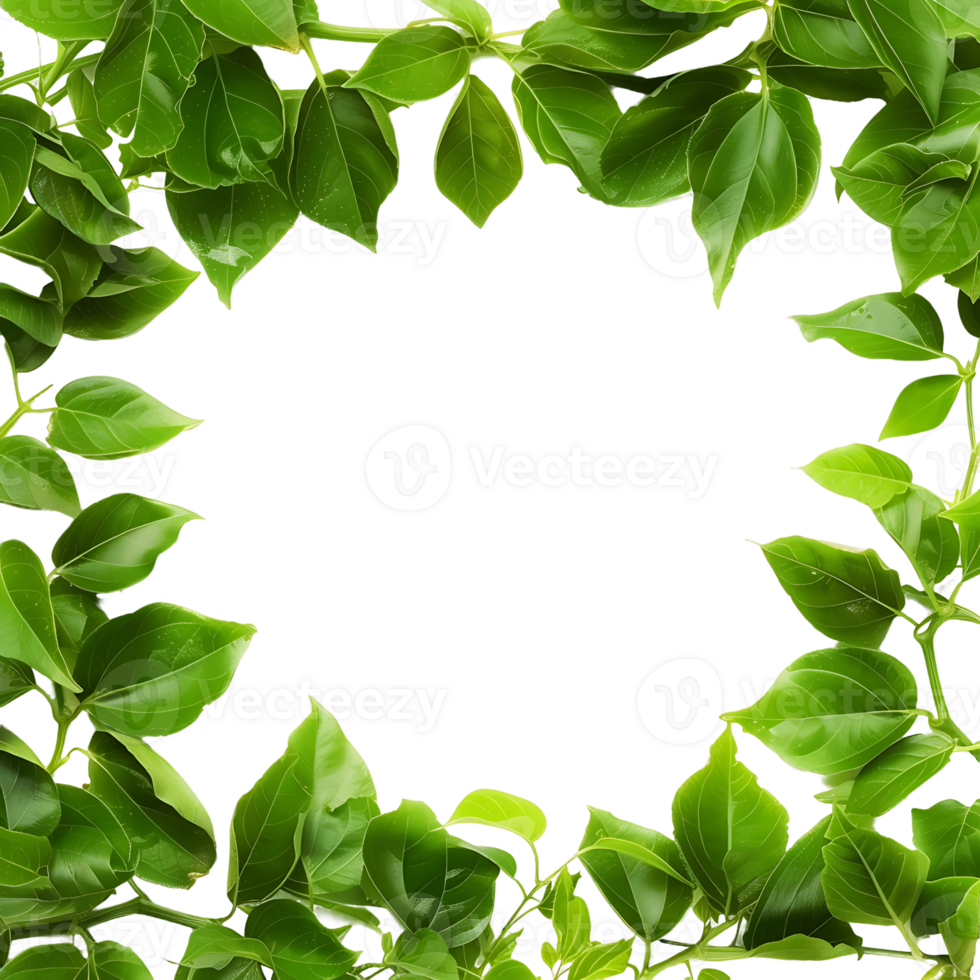 Sylvan Surrounding Isolated Leaf Border png