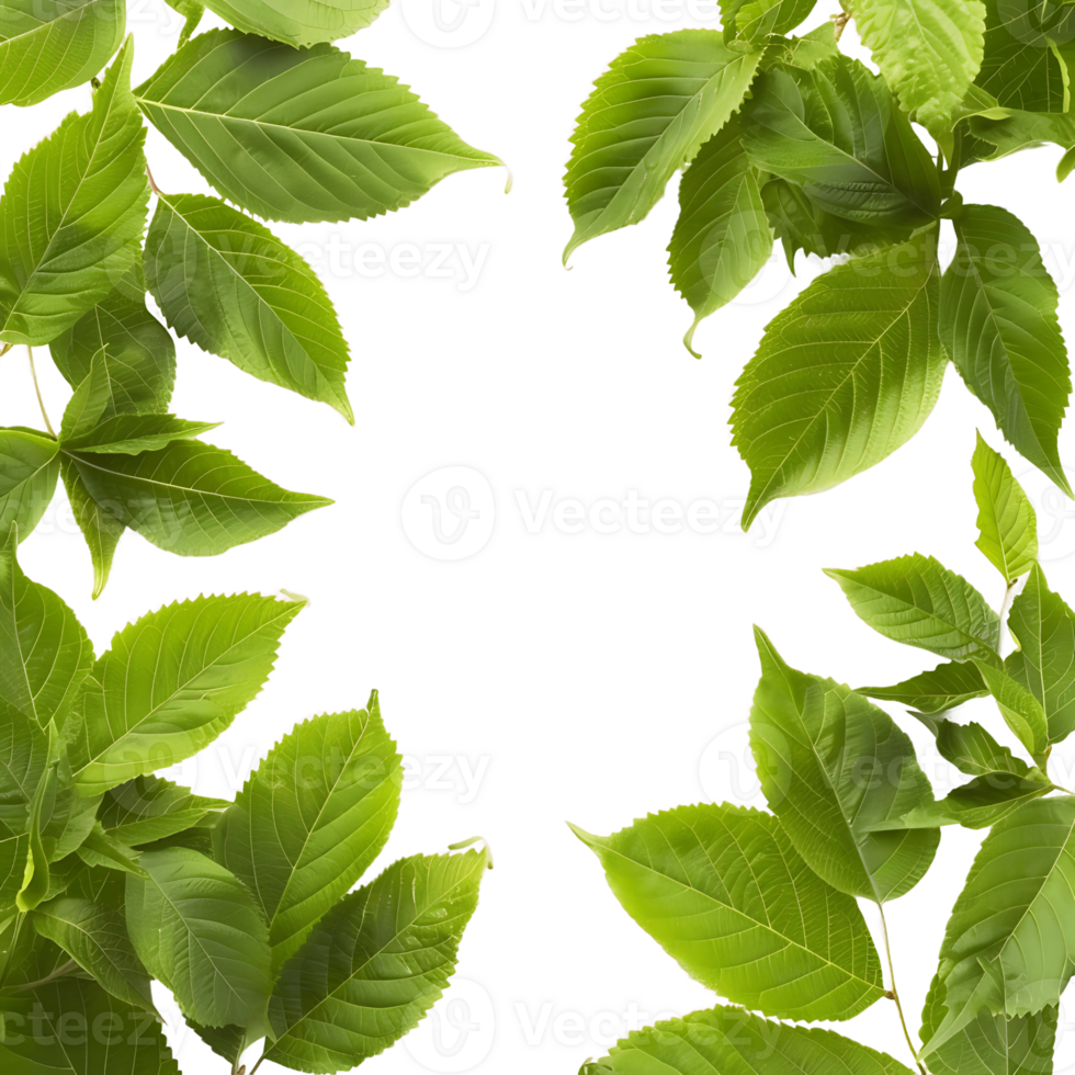 Foliage Enclosure Transparent Cutout png