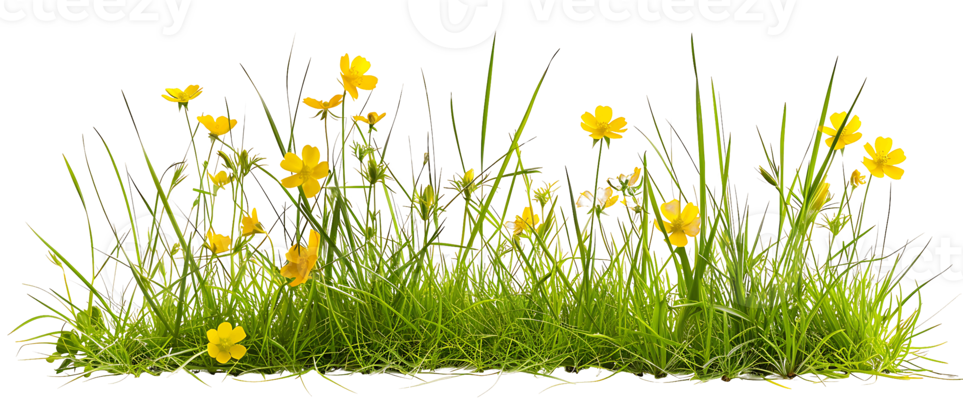 Springtime Splendor Transparent Background Yellow Flowers png