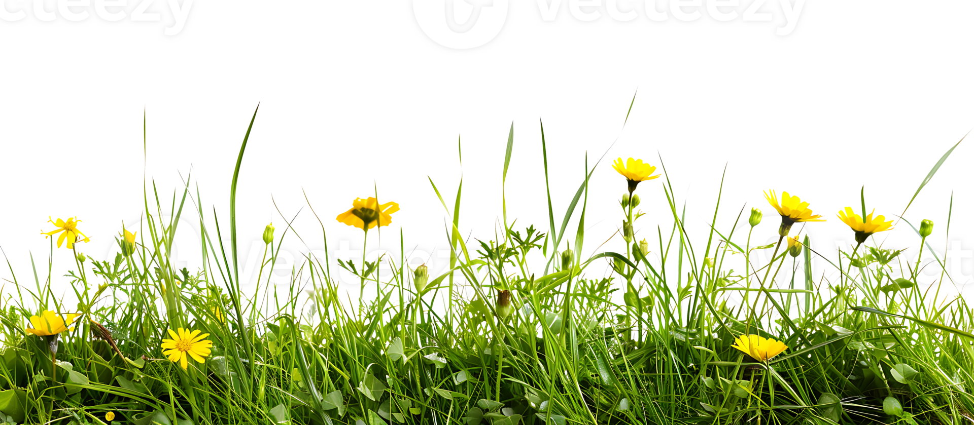 Grassy Meadow Blooms Yellow Flowers Isolated png