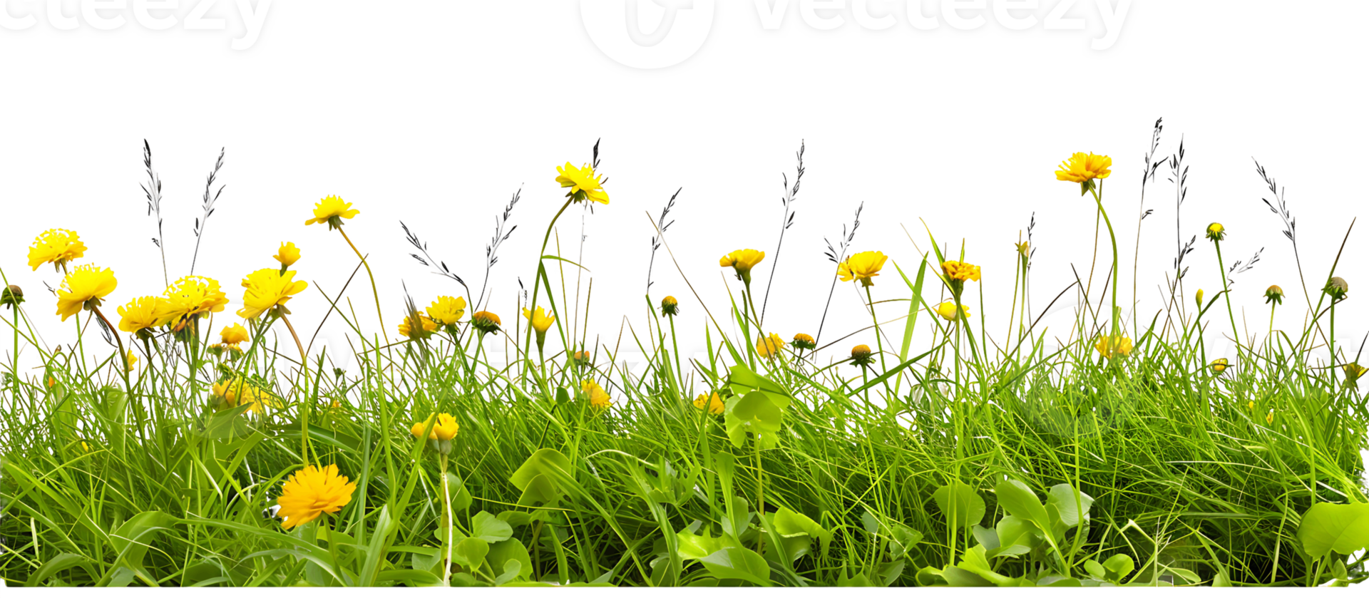 Golden Hues Grass Foreground with Isolated Flowers png